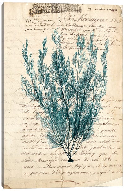 Vintage Teal Seaweed VII Canvas Art Print - Botanical Illustrations