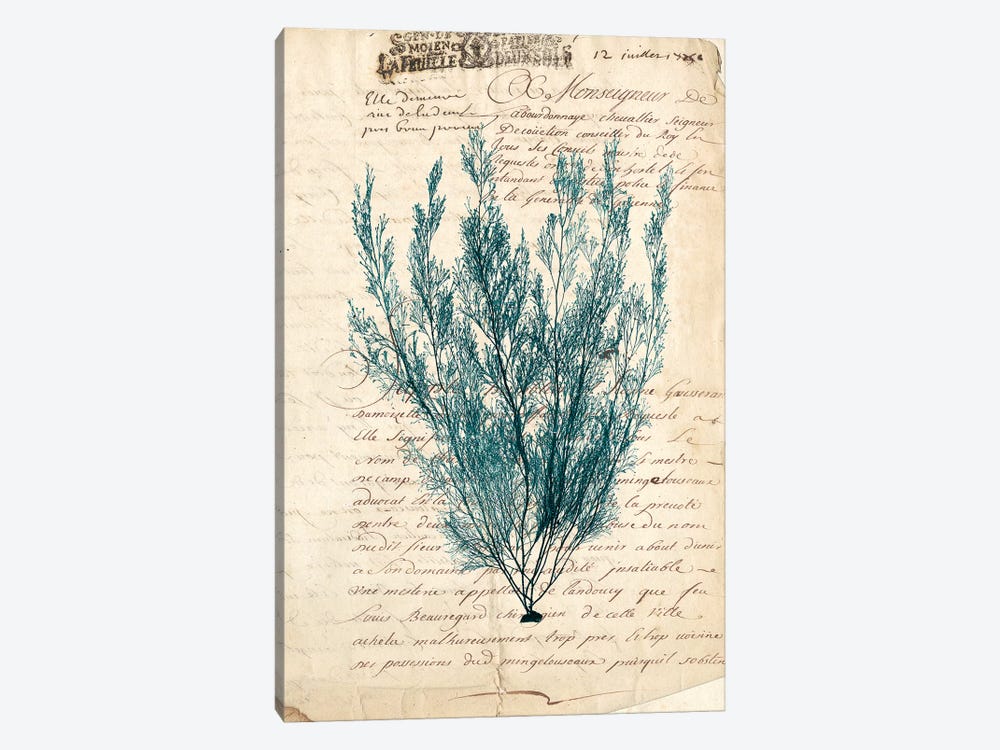 Vintage Teal Seaweed VII 1-piece Canvas Artwork