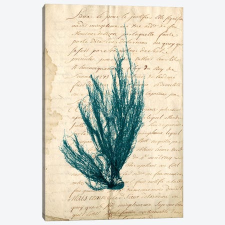 Vintage Teal Seaweed IX Canvas Print #VSN90} by Vision Studio Art Print