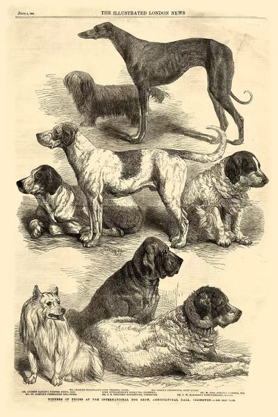 International Dog Show I by Vision Studio metal wall art