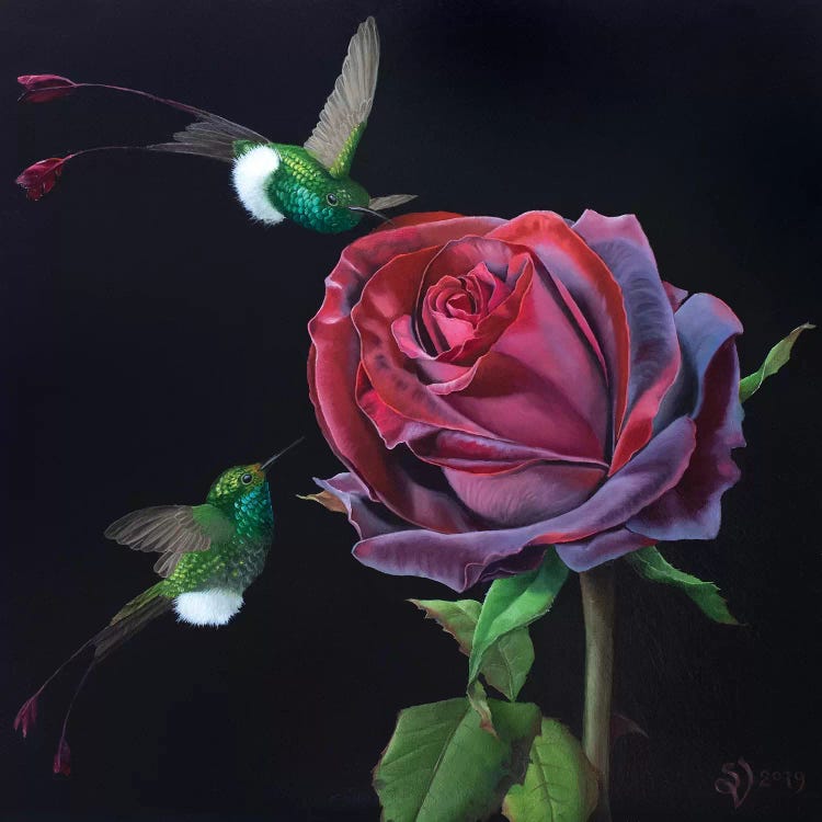 Velvet Rose And Hummingbirds