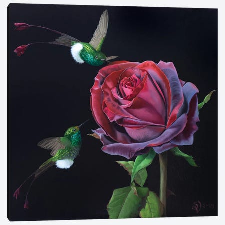 Velvet Rose And Hummingbirds Canvas Print #VSS29} by Suzan Visser Canvas Art Print
