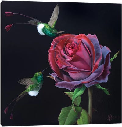 Velvet Rose And Hummingbirds Canvas Art Print - Hummingbird Art
