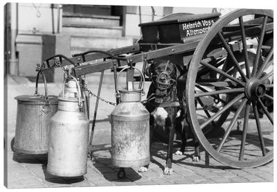 1930s Muzzled Dog Used To Pull Milk Cart Sitting Under The Cart Hamburg Germany Canvas Art Print - Vintage Images