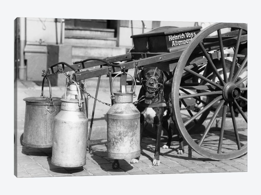 1930s Muzzled Dog Used To Pull Milk Cart Sitting Under The Cart Hamburg Germany by Vintage Images 1-piece Canvas Print