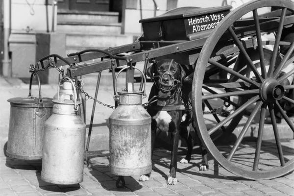 1930s Muzzled Dog Used To Pull Milk Cart Sitting Under The Cart Hamburg Germany