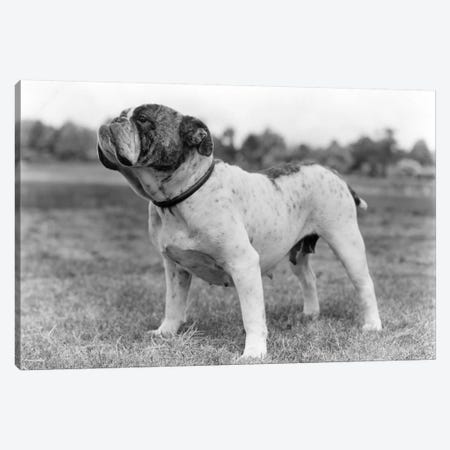 1930s Stubborn Strong Bull Dog Standing Full Figure In Profile Outdoors In Grass Canvas Print #VTG132} by Vintage Images Canvas Art