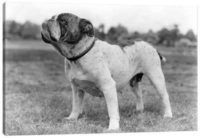 1930s Stubborn Strong Bull Dog Standing Full Figure In Profile Outdoors In Grass Canvas Art Print - Bulldog Art