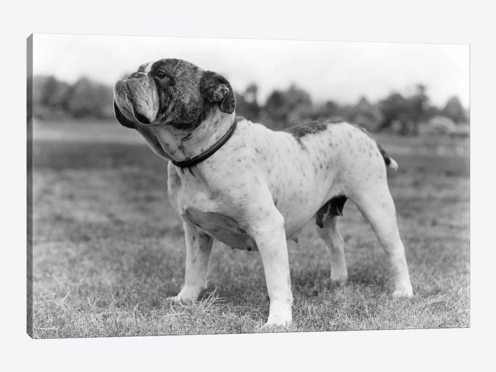 1930s Stubborn Strong Bull Dog Standing Full Figure In Profile Outdoors In Grass by Vintage Images 1-piece Canvas Artwork