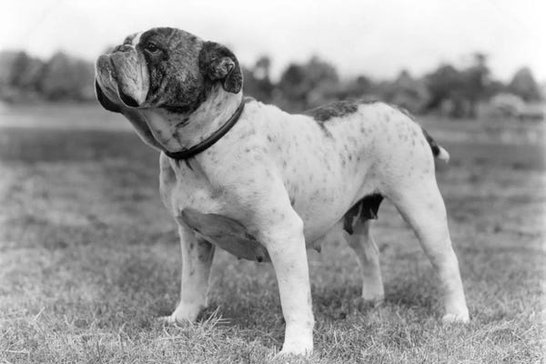 Bulldogs: 1930s Stubborn Strong Bull Dog Standing Full Figure In Profile Outdoors In Grass by Vintage Images