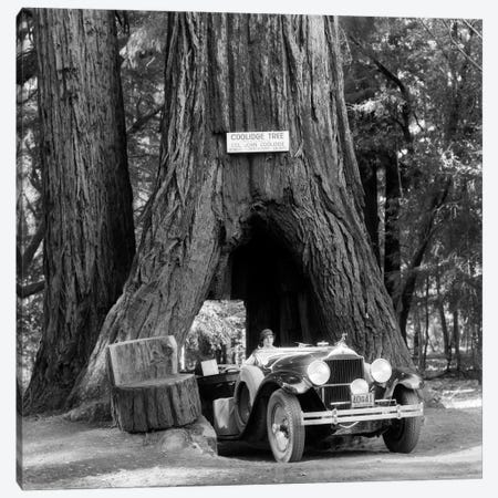 1930s Woman Driving Convertible Car Through Opening In Giant Sequoia Tree Trunk Coolidge Tree Mendocino California Canvas Print #VTG138} by Vintage Images Canvas Art