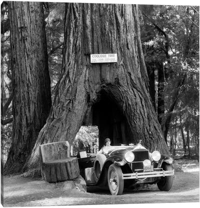 1930s Woman Driving Convertible Car Through Opening In Giant Sequoia Tree Trunk Coolidge Tree Mendocino California Canvas Art Print - Sequoia National Park Art