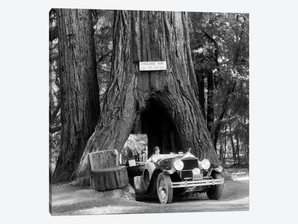 1930s Woman Driving Convertible Car Through Opening In Giant Sequoia Tree Trunk Coolidge Tree Mendocino California by Vintage Images 1-piece Canvas Wall Art