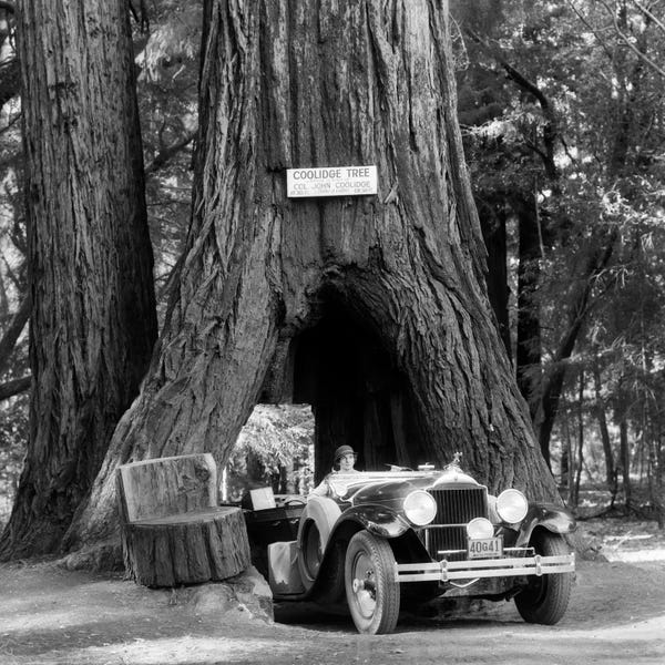Sequoia Trees: 1930s Woman Driving Convertible Car Through Opening In Giant Sequoia Tree Trunk Coolidge Tree Mendocino California by Vintage Images