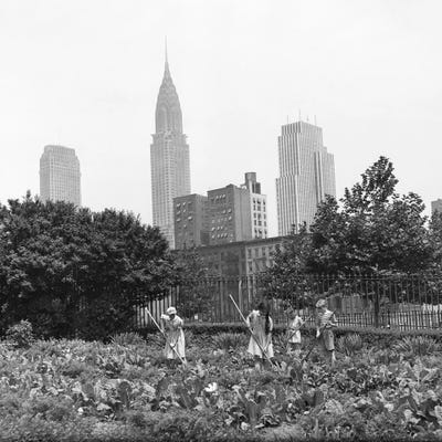 1940s-1943 Children Working In Victory Gardens In St. Gabriel's Park New York City Chrysler Building Visible In Background by Vintage Images canvas print