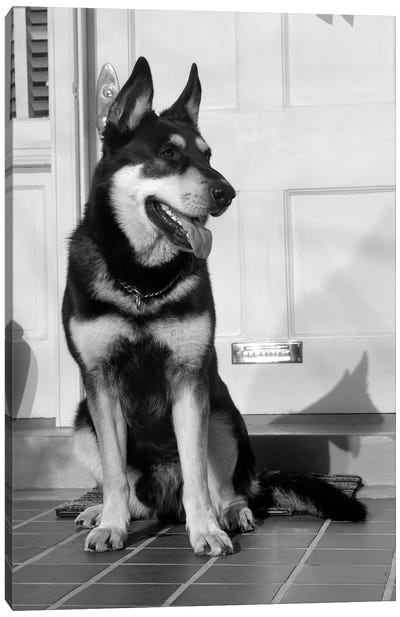 1950s German Shepherd Dog Sitting Outside Front Door Of Home Guard Security Protection Canvas Art Print - Dog Photography