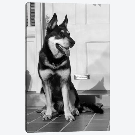 1950s German Shepherd Dog Sitting Outside Front Door Of Home Guard Security Protection Canvas Print #VTG292} by Vintage Images Art Print
