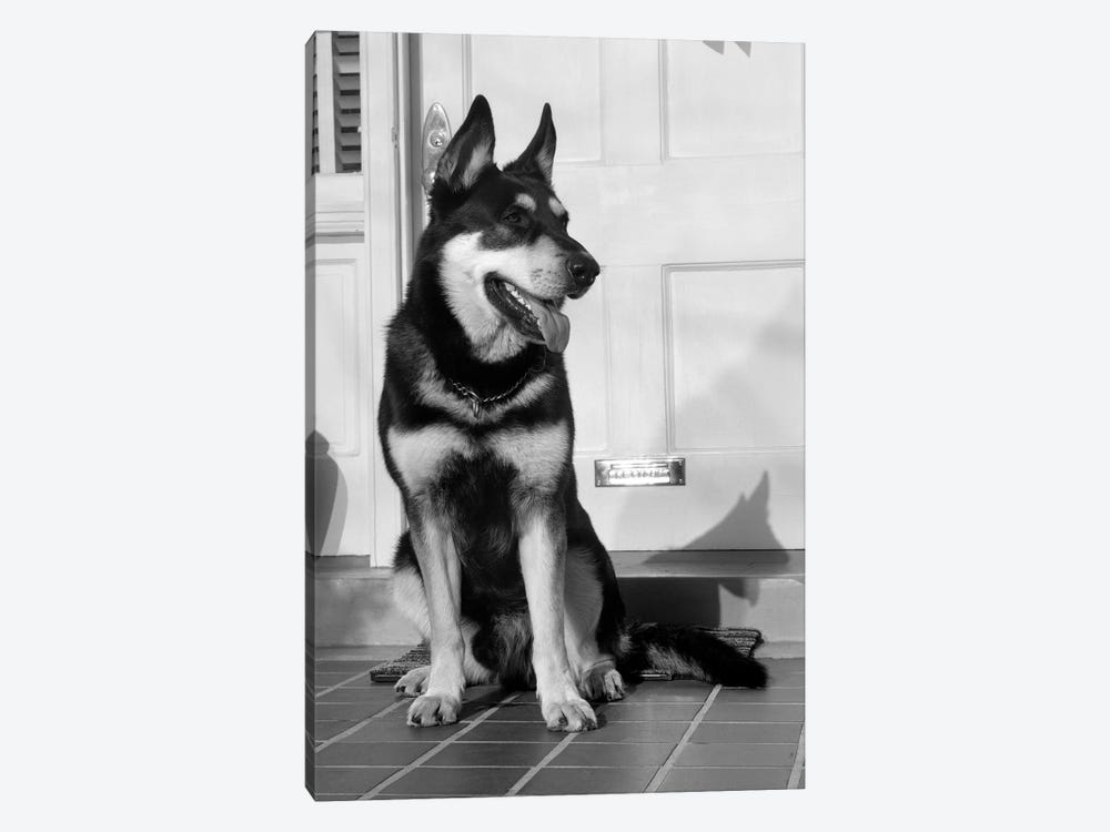 1950s German Shepherd Dog Sitting Outside Front Door Of Home Guard Security Protection by Vintage Images 1-piece Canvas Art
