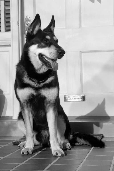 German Shepherds: 1950s German Shepherd Dog Sitting Outside Front Door Of Home Guard Security Protection by Vintage Images