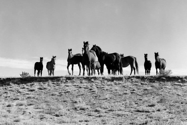 1950s Large Group Of Wild Horses In Open Field