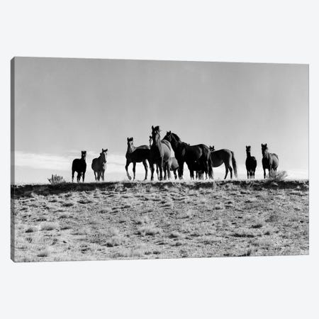 1950s Large Group Of Wild Horses In Open Field Canvas Print #VTG299} by Vintage Images Art Print