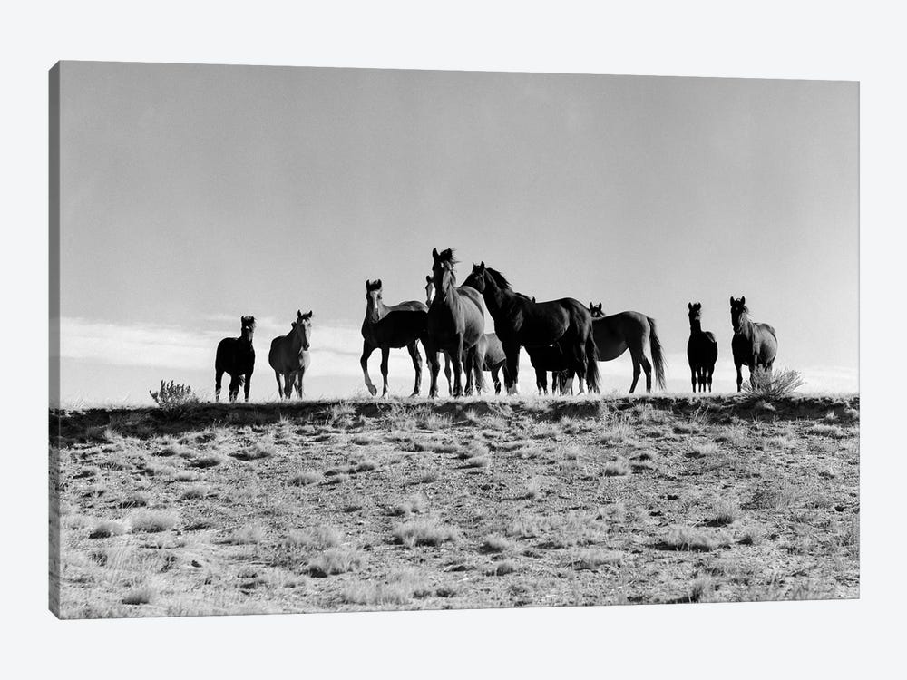 1950s Large Group Of Wild Horses In Open Field by Vintage Images 1-piece Art Print