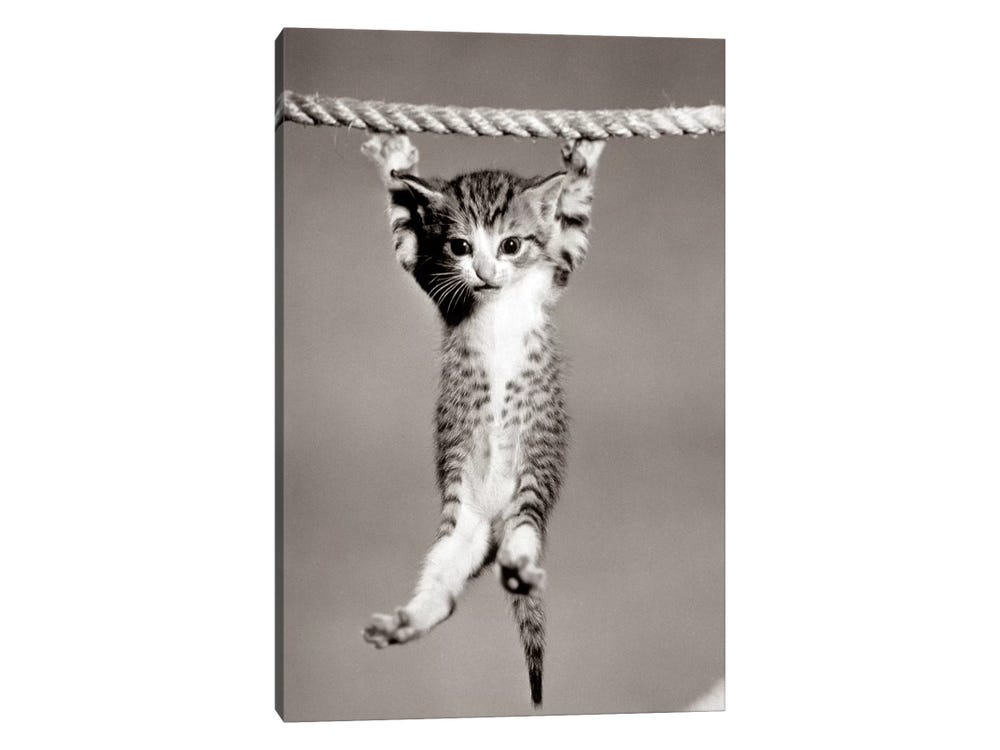 1950s Little Kitten Hanging From Rop - Canvas Artwork