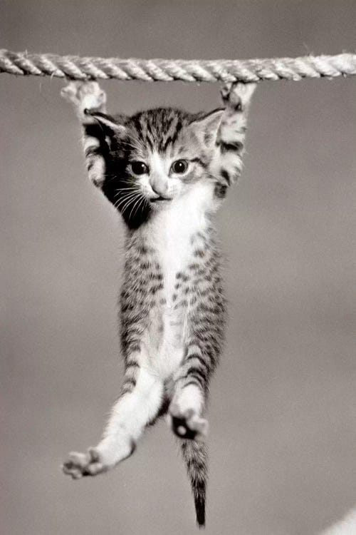 1950s Little Kitten Hanging From Rope Looking At Camera