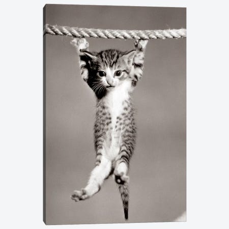1950s Little Kitten Hanging From Rope Looking At Camera Canvas Print #VTG304} by Vintage Images Canvas Artwork