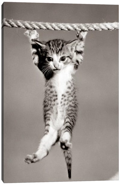 1950s Little Kitten Hanging From Rope Looking At Camera Canvas Art Print - Cat Art