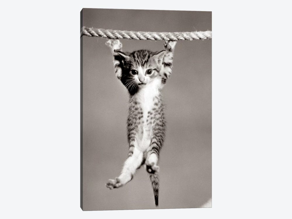1950s Little Kitten Hanging From Rope Looking At Camera by Vintage Images 1-piece Canvas Art