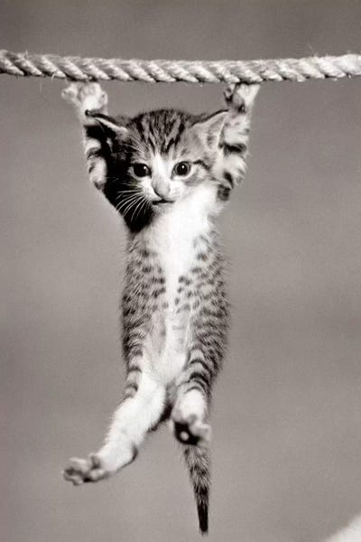 Kittens: 1950s Little Kitten Hanging From Rope Looking At Camera by Vintage Images