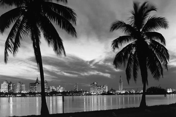 Miami: 1950s Night Skyline View Across The Bay Two Palm Trees Silhouetted In Foreground Miami Florida USA by Vintage Images