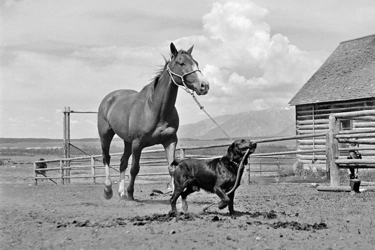 1950s-1960s Black Dog Leading Horse By Holding Rope Halter In His Mouth