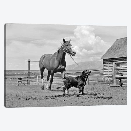 1950s-1960s Black Dog Leading Horse By Holding Rope Halter In His Mouth Canvas Print #VTG370} by Vintage Images Canvas Artwork