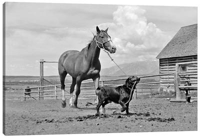 1950s-1960s Black Dog Leading Horse By Holding Rope Halter In His Mouth Canvas Art Print - Mutts