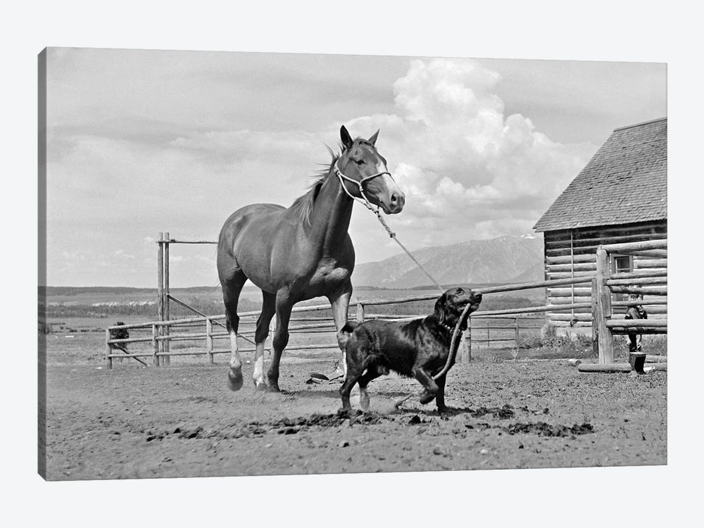 1950s-1960s Black Dog Leading Horse By Holding Rope Halter In His Mouth by Vintage Images 1-piece Canvas Art Print