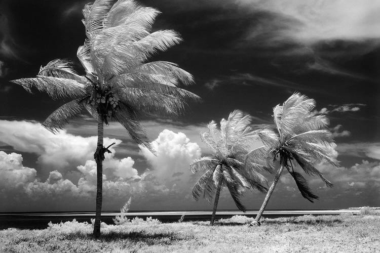 1960s Infrared Scenic Photograph Of Tropical Palm Trees Blowing In Storm Florida Keys USA