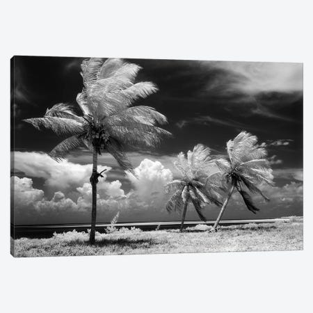 1960s Infrared Scenic Photograph Of Tropical Palm Trees Blowing In Storm Florida Keys USA Canvas Print #VTG429} by Vintage Images Canvas Art