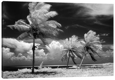 1960s Infrared Scenic Photograph Of Tropical Palm Trees Blowing In Storm Florida Keys USA Canvas Art Print - Tropical Beach Art