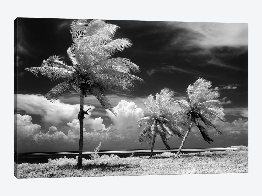 1960s Infrared Scenic Photograph Of Tropical Palm Trees Blowing In Storm Florida Keys USA by Vintage Images 1-piece Canvas Artwork