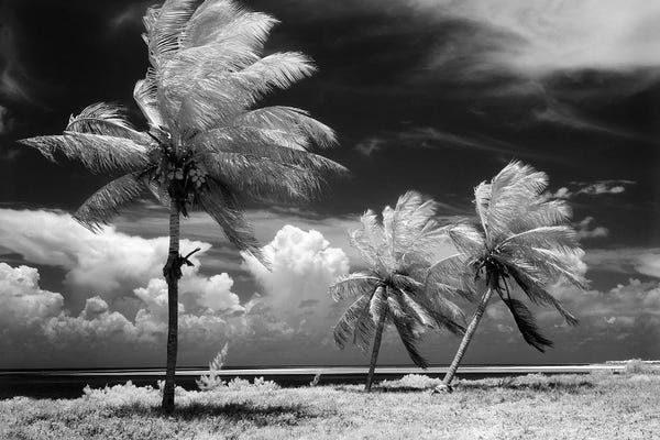 Tropical Beaches: 1960s Infrared Scenic Photograph Of Tropical Palm Trees Blowing In Storm Florida Keys USA by Vintage Images