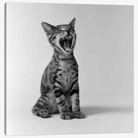 1960s Kitten Sitting & Yawning Canvas Print #VTG431} by Vintage Images Canvas Art Print