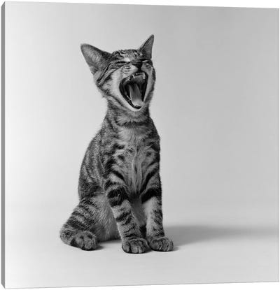 1960s Kitten Sitting & Yawning Canvas Art Print - Animal & Pet Photography