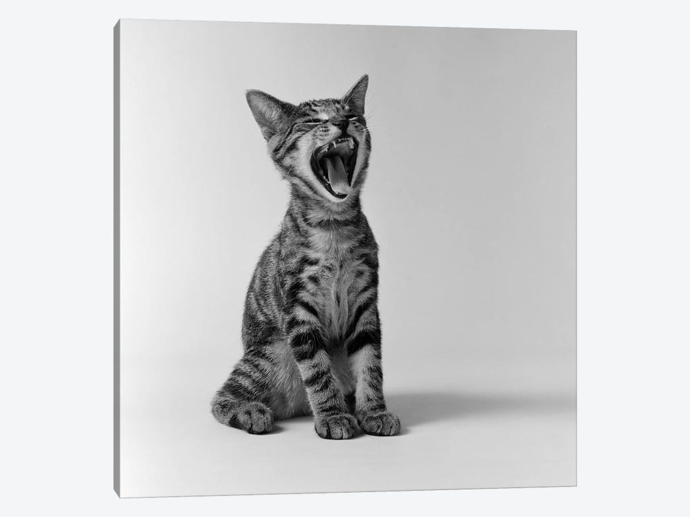 1960s Kitten Sitting & Yawning by Vintage Images 1-piece Art Print