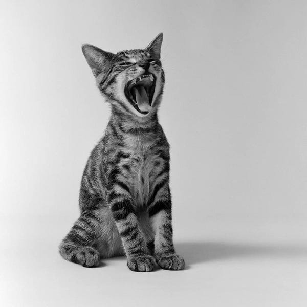 Black & White: 1960s Kitten Sitting & Yawning by Vintage Images