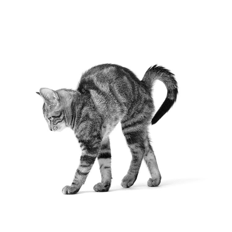 1960s Side View Of Kitten Stretching Out With Arched Back