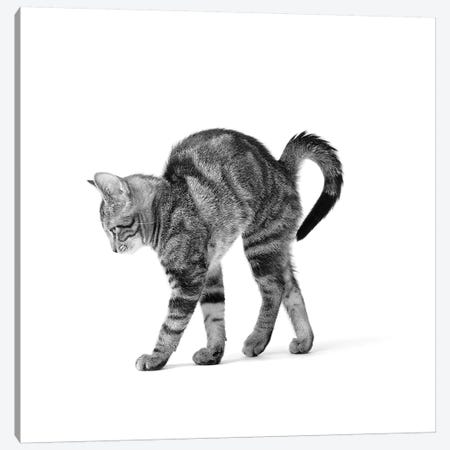 1960s Side View Of Kitten Stretching Out With Arched Back Canvas Print #VTG457} by Vintage Images Canvas Wall Art