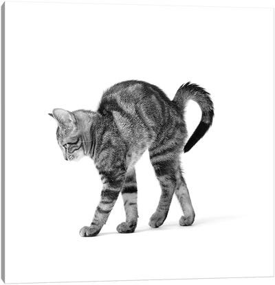 1960s Side View Of Kitten Stretching Out With Arched Back Canvas Art Print - Kitten Art