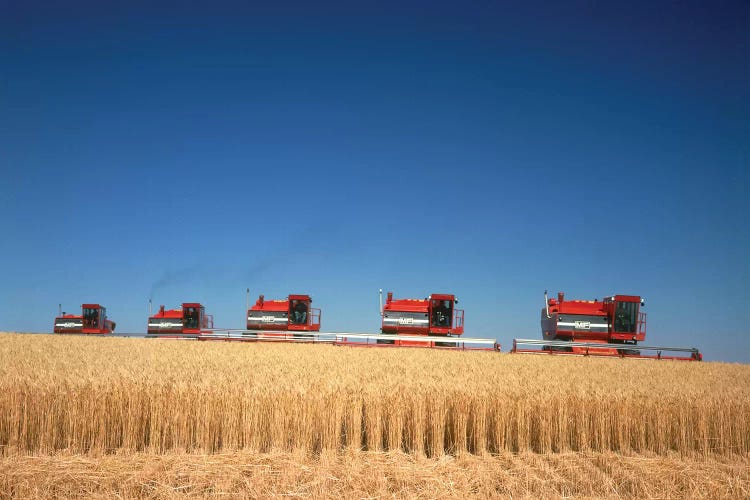 1970s Five Massey Ferguson Combines Harvesting Wheat Nebraska USA